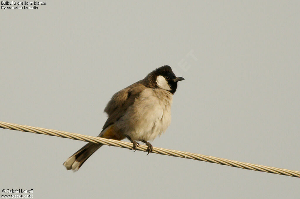 Bulbul à oreillons blancs