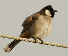 Bulbul à oreillons blancs