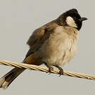 Bulbul à oreillons blancs