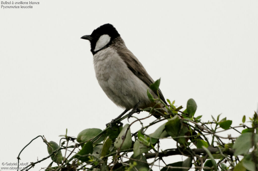 White-eared Bulbul