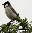 Bulbul à oreillons blancs