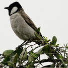 Bulbul à oreillons blancs