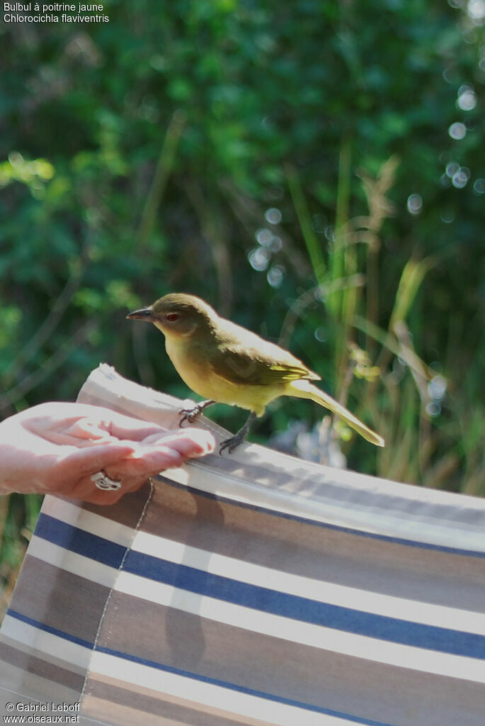 Yellow-bellied Greenbul