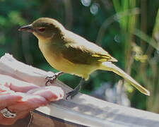 Yellow-bellied Greenbul