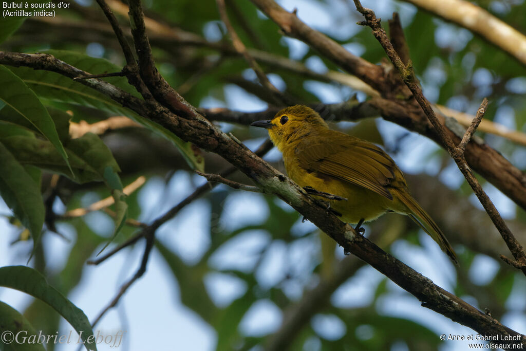 Bulbul à sourcils d'or