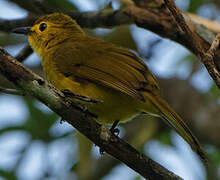 Yellow-browed Bulbul