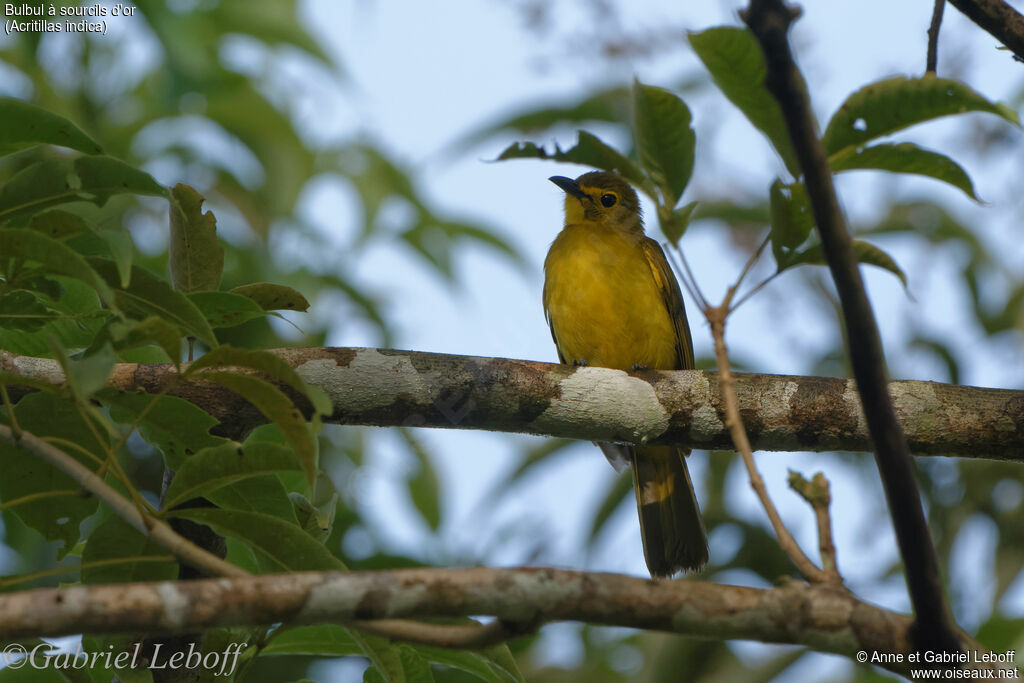 Bulbul à sourcils d'or