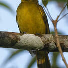 Bulbul à sourcils d'or