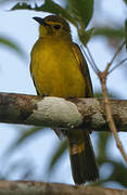 Bulbul à sourcils d'or