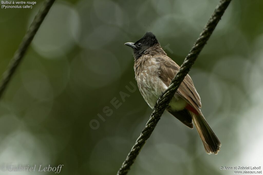 Bulbul à ventre rouge