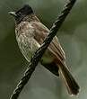 Bulbul à ventre rouge