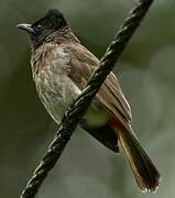 Red-vented Bulbul