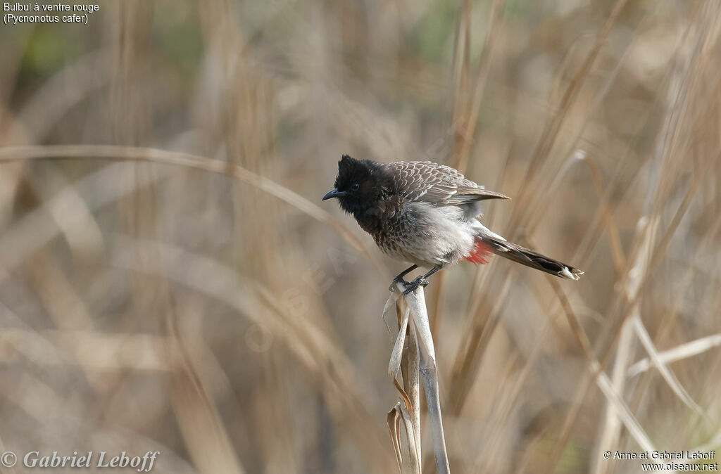 Red-vented Bulbul