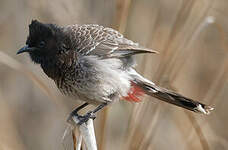 Bulbul à ventre rouge