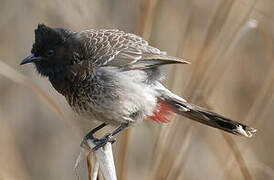 Red-vented Bulbul