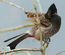 Bulbul à ventre rouge