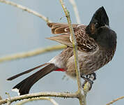 Bulbul à ventre rouge