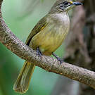 Bulbul de Conrad