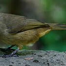Bulbul de Conrad