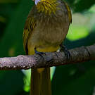 Bulbul de Finlayson