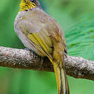 Bulbul de Finlayson