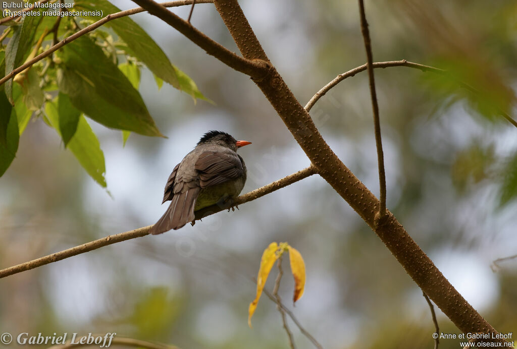 Malagasy Bulbul