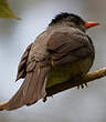 Bulbul de Madagascar