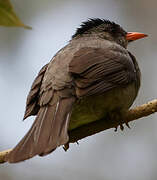 Malagasy Bulbul