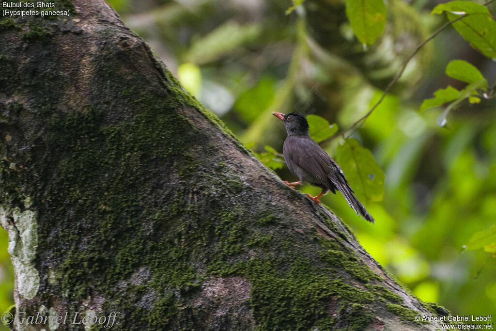 Square-tailed Bulbuladult