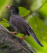 Bulbul des Ghats