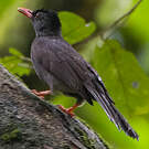 Bulbul des Ghats