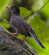 Square-tailed Bulbul