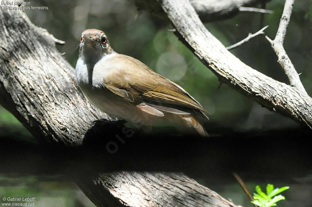 Bulbul jaboteur