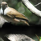 Bulbul jaboteur