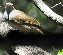 Terrestrial Brownbul