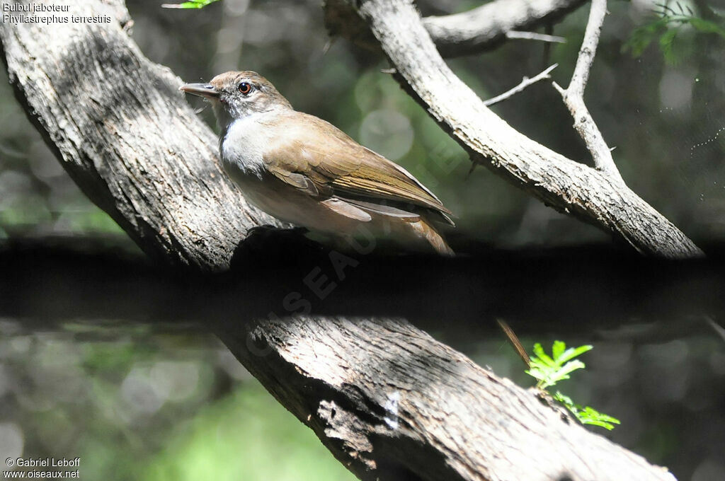 Terrestrial Brownbul