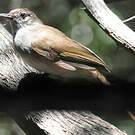 Bulbul jaboteur
