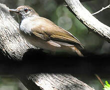 Terrestrial Brownbul