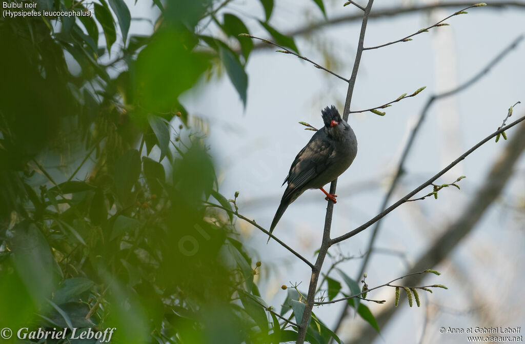 Black Bulbul