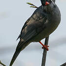 Bulbul noir