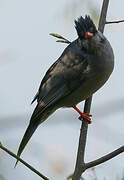 Black Bulbul