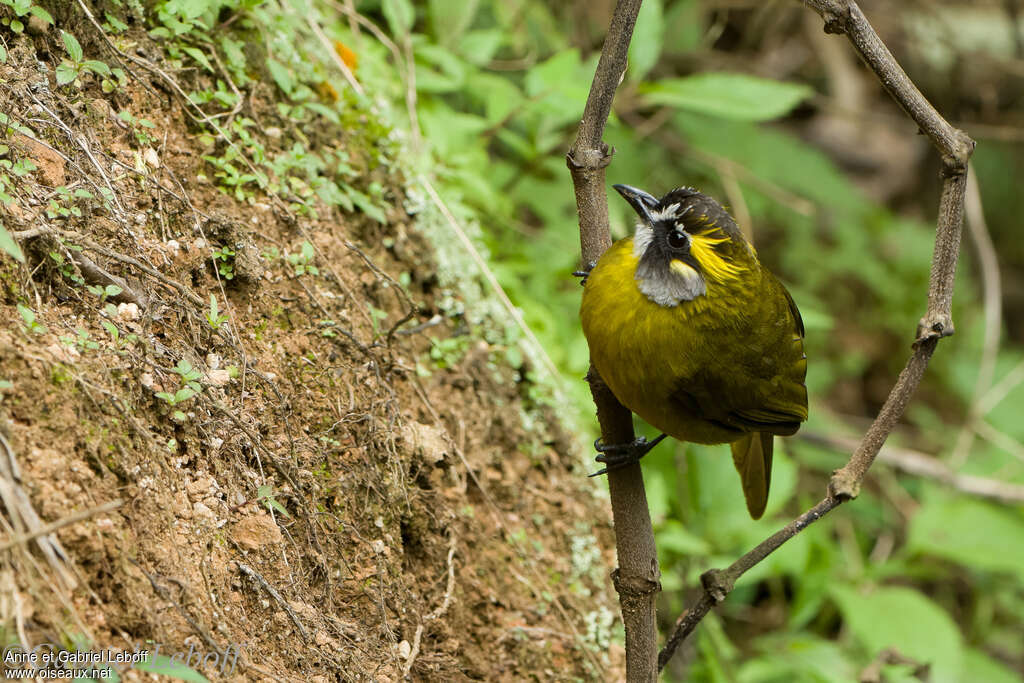 Bulbul oreillardadulte