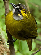 Yellow-eared Bulbul