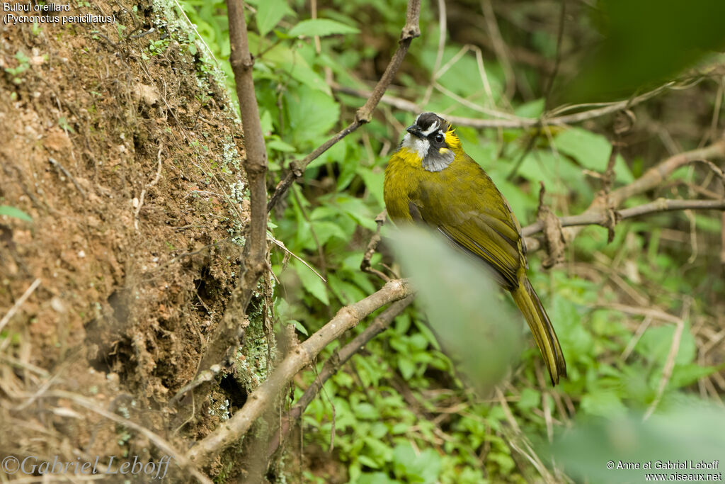 Yellow-eared Bulbul