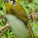 Bulbul oreillard