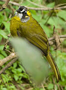 Yellow-eared Bulbul