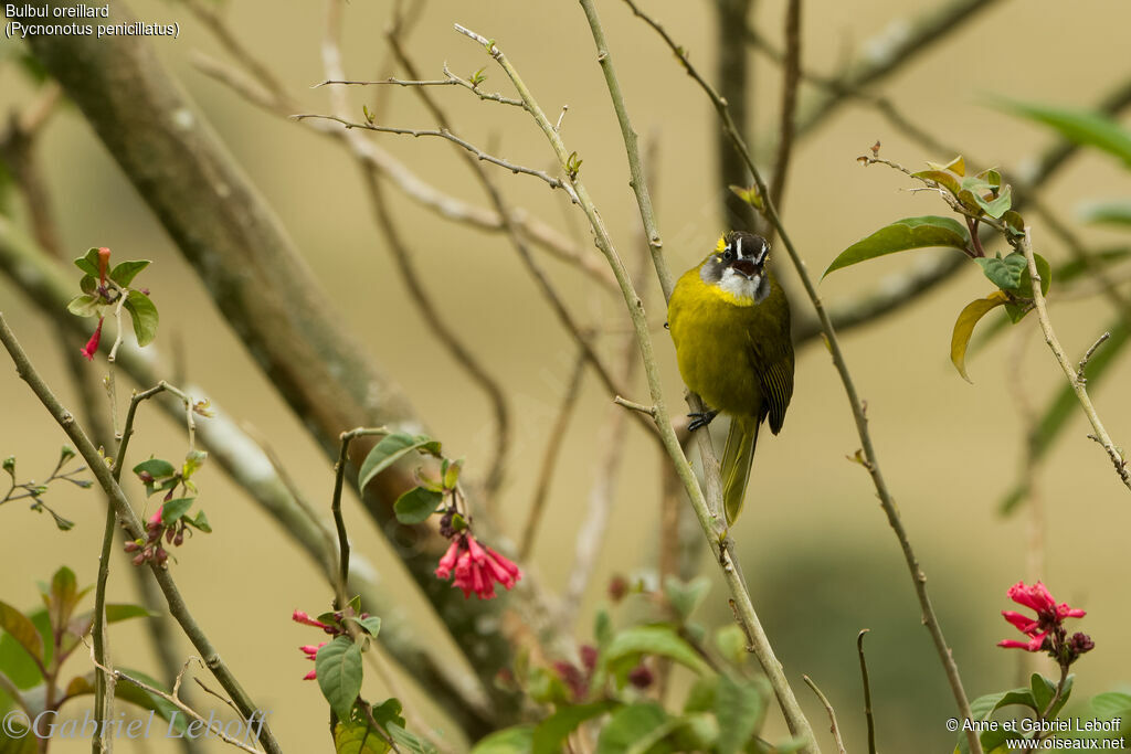 Bulbul oreillard