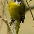 Bulbul oreillard