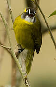 Yellow-eared Bulbul