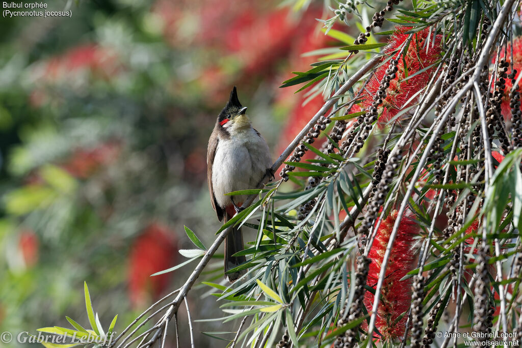 Red-whiskered Bulbul